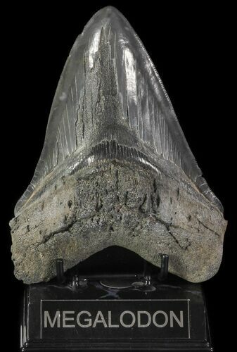 Serrated, Fossil Megalodon Tooth - Huge Tooth! #69252